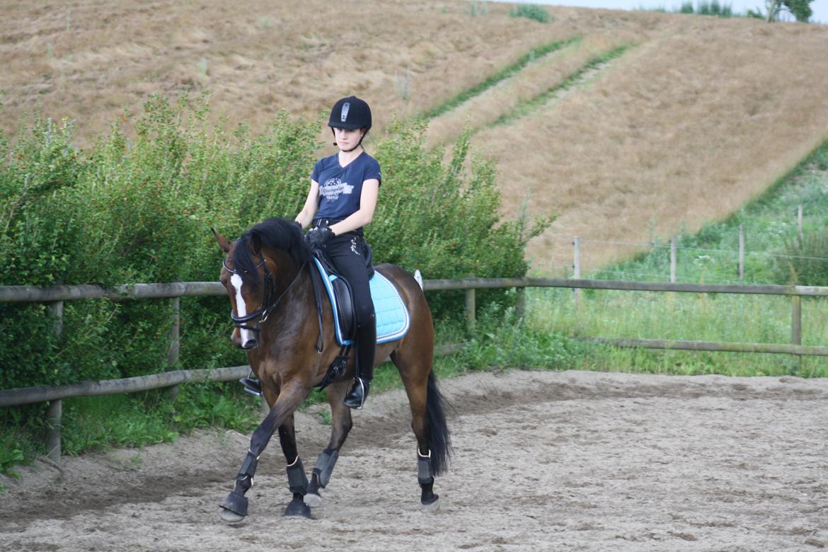 Anden særlig race Dream step *A- PONY!* billede 19