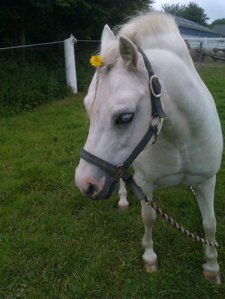 Welsh Mountain (sec A) Bombay<3 - Nu har vi været sammen i over 1 år. Håber vores venskab aldrig vil slutte!!<3 billede 9