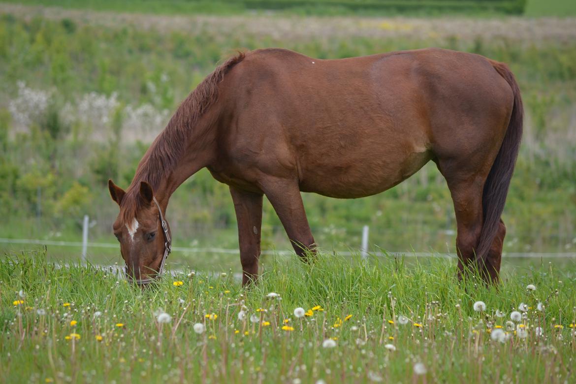 Frederiksborg Nova Jøle - Sommer 2012. #Foto - Mig billede 10
