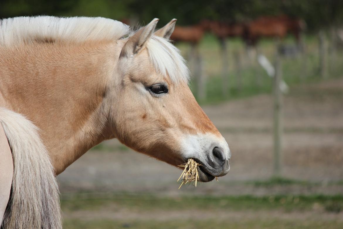 Fjordhest Victor *Forever In My Heart* - I verden er du bare én - men for mig, er du hele verden!! ♥. 
Foto: MPA - Foto billede 5