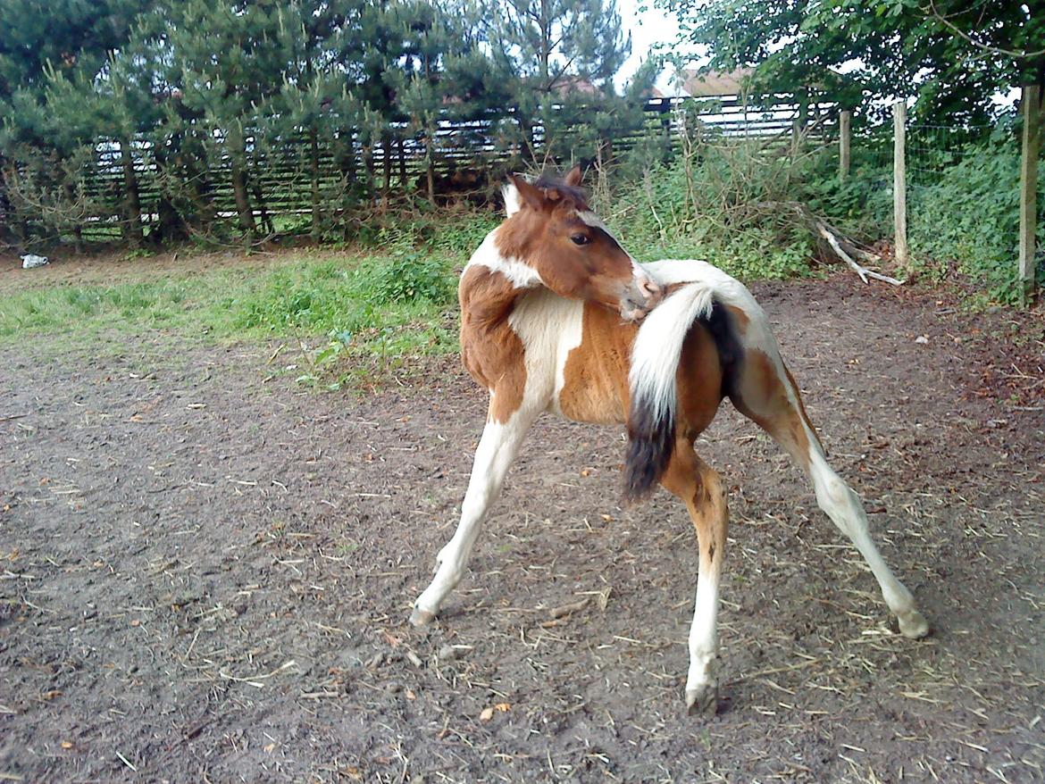 Pinto Honey Blossom Shiela billede 12