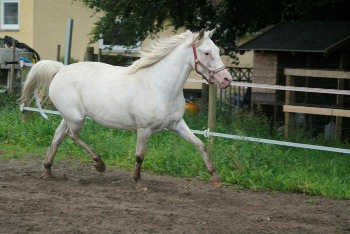 Knabstrupper Norring's Trinity [Låne Pony] - 14-07-12<3 billede 14