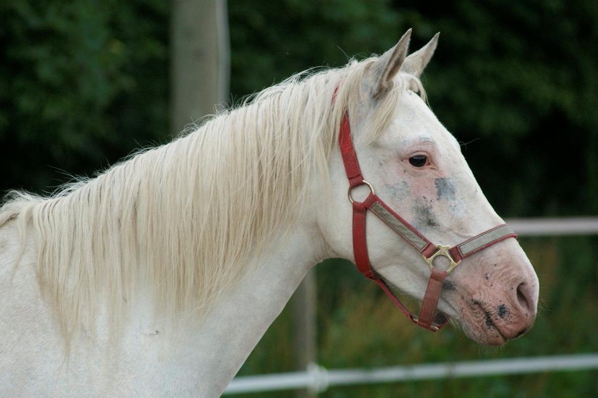 Knabstrupper Norring's Trinity [Låne Pony] billede 15