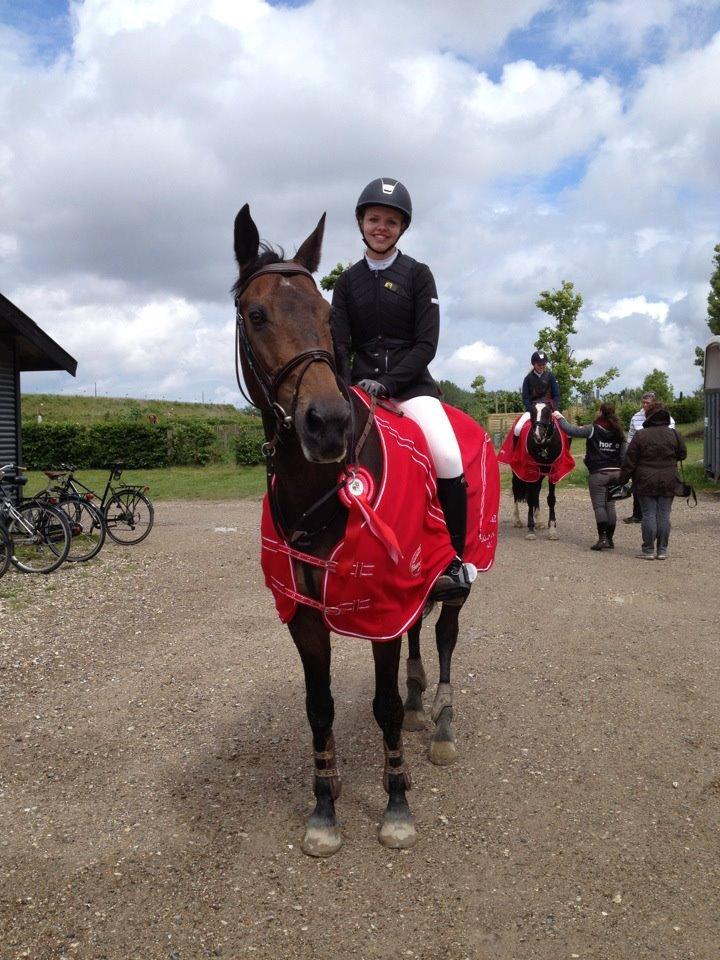 Dansk Varmblod Bounty Hunter billede 15