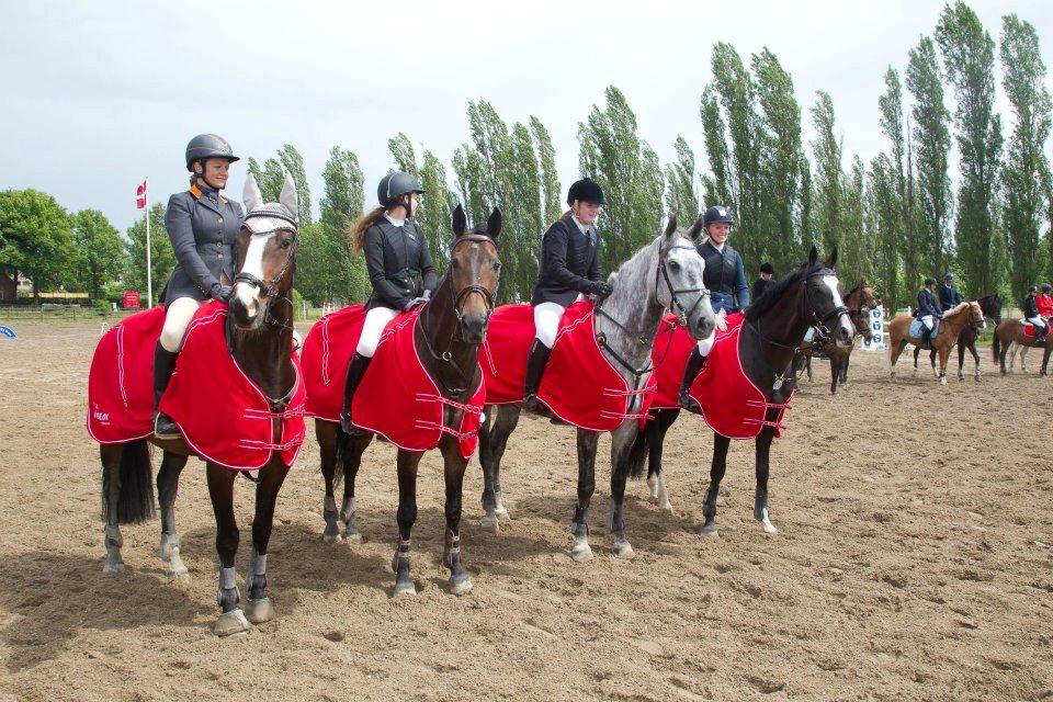 Dansk Varmblod Bounty Hunter billede 17