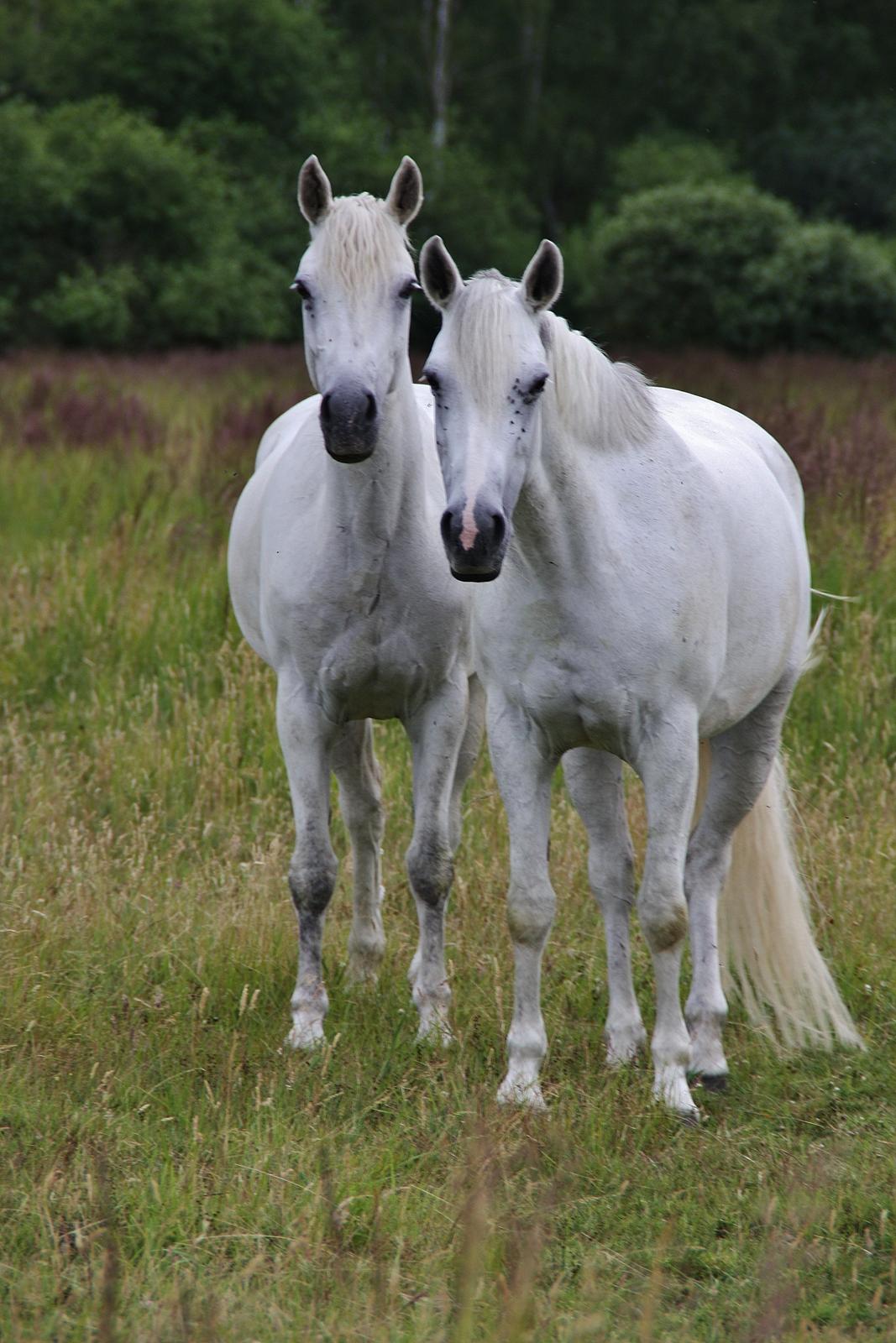 Connemara Mona - Foto: Louise Heilmann K Sørensen (mig) billede 20