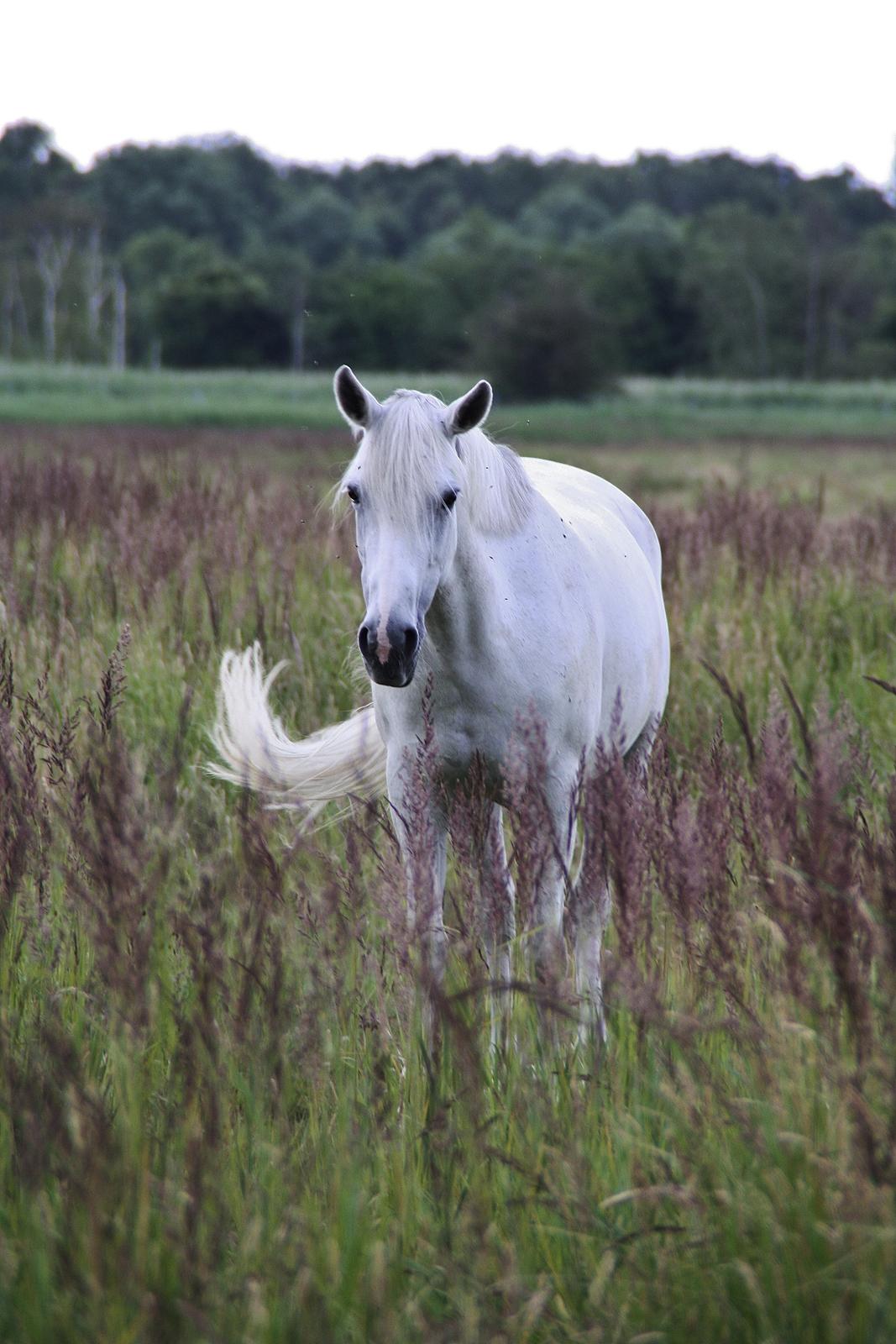 Connemara Mona - Foto: Louise Heilmann K Sørensen (mig) billede 12