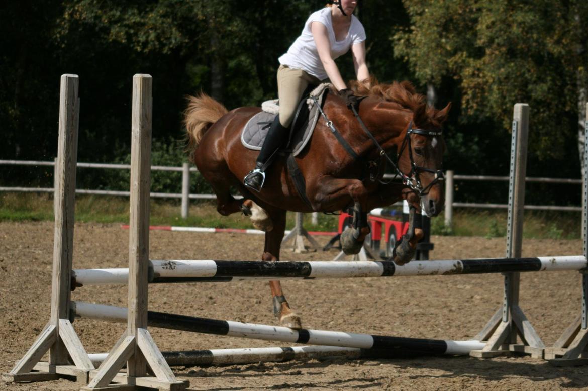 Dansk Varmblod Miss May / Maya *Himlens smukkeste stjerne* - Maya sætter af på en skråbom 2008 || Janni-Arnoldsen.dk billede 5