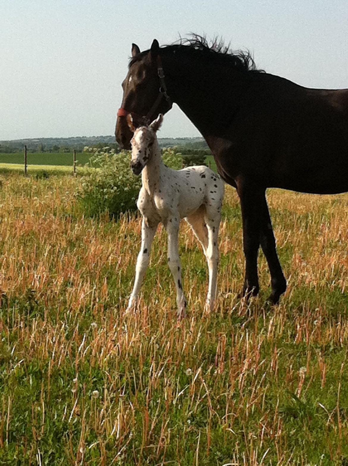 Knabstrupper Theca's Boy billede 2