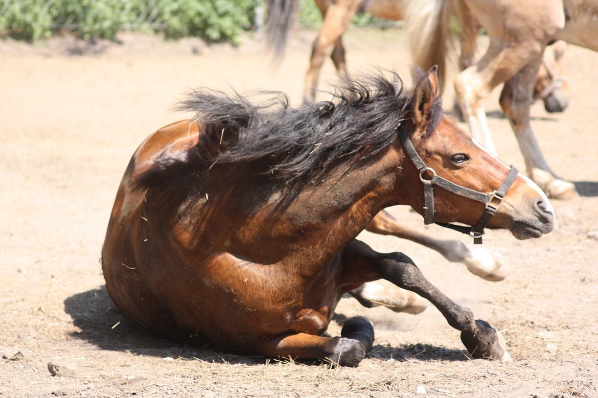 New Forest Bjørndals Horisont billede 14