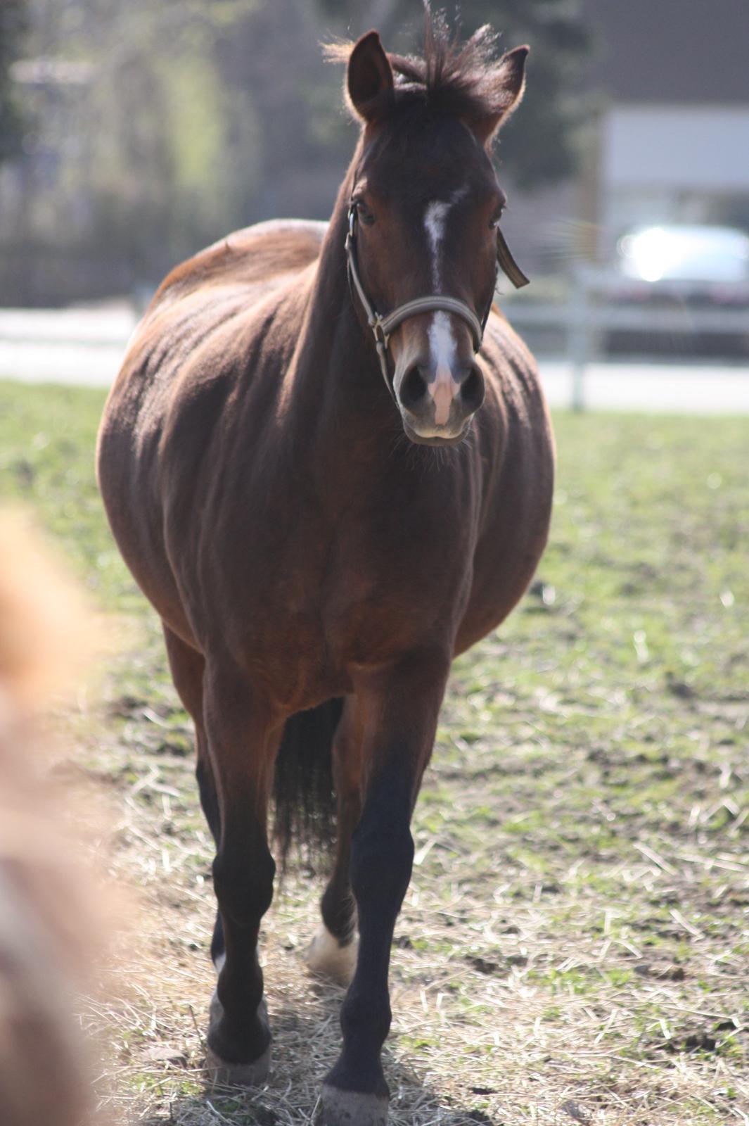 New Forest Bjørndals Horisont billede 16