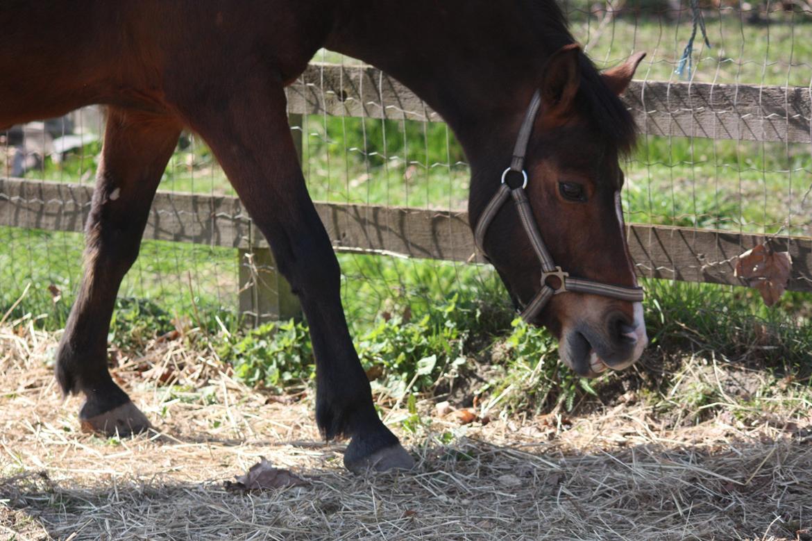 New Forest Bjørndals Horisont billede 17