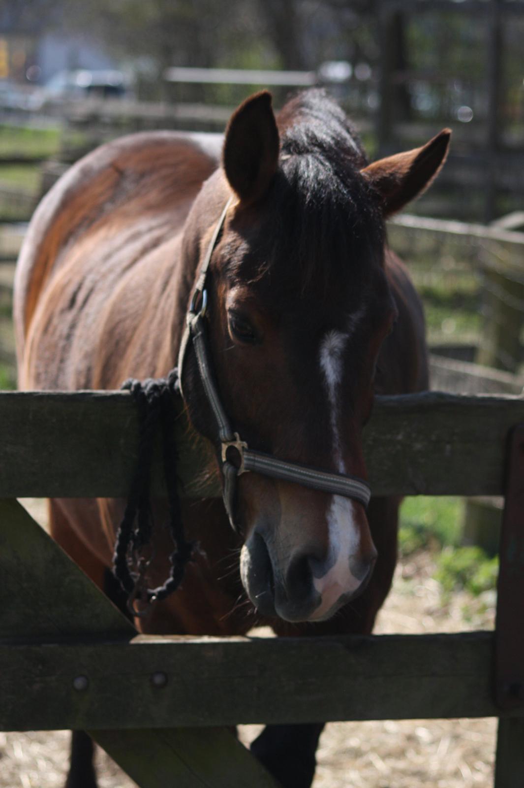 New Forest Bjørndals Horisont billede 18