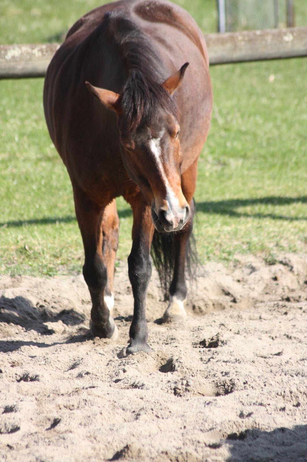 New Forest Bjørndals Horisont billede 19
