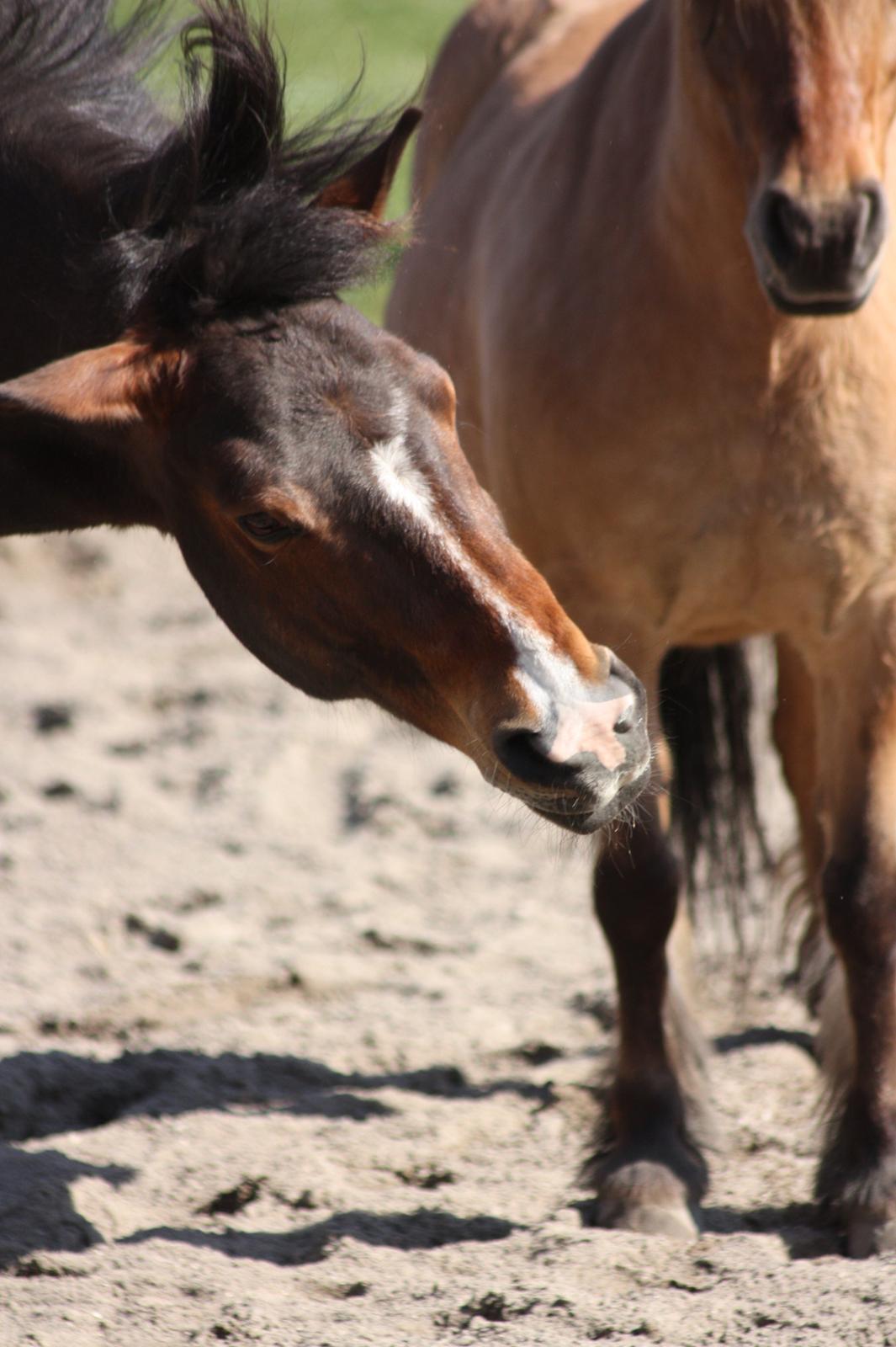 New Forest Bjørndals Horisont billede 20