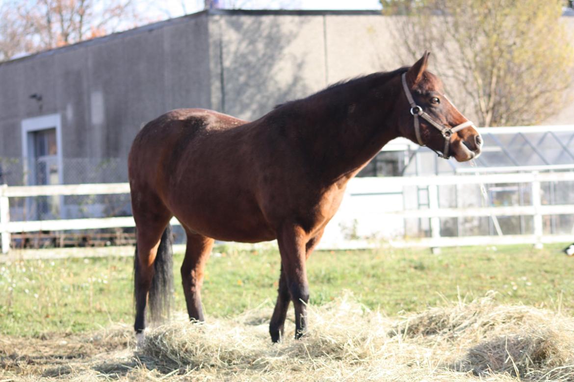 New Forest Bjørndals Horisont billede 21