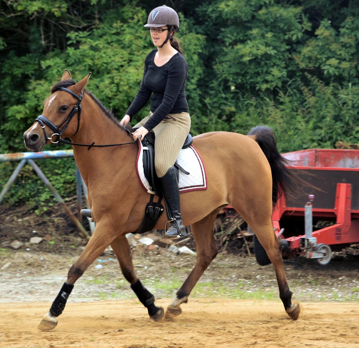 Arabisk fuldblod (OX) cherelda billede 13