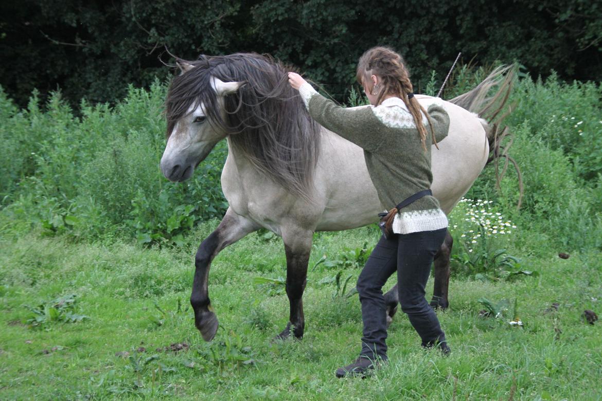 Anden særlig race chinosch (MiTho's  cosi) billede 13