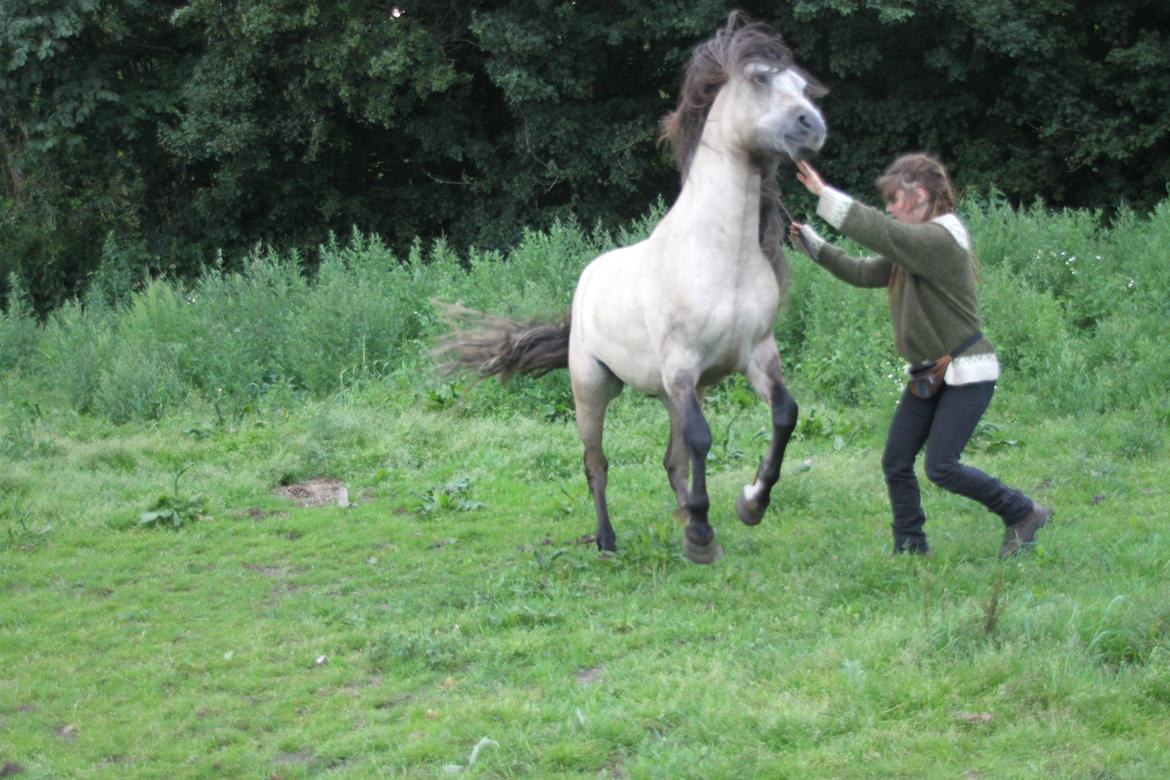 Anden særlig race chinosch (MiTho's  cosi) billede 14