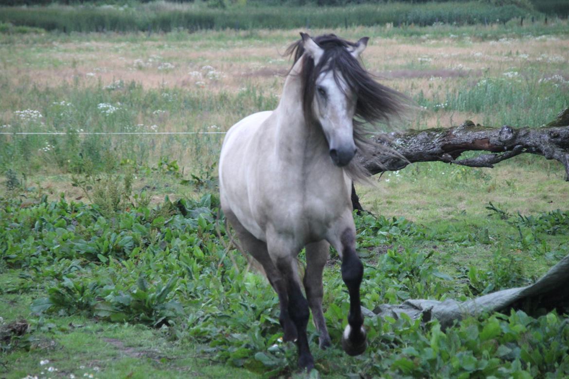 Anden særlig race chinosch (MiTho's  cosi) billede 1