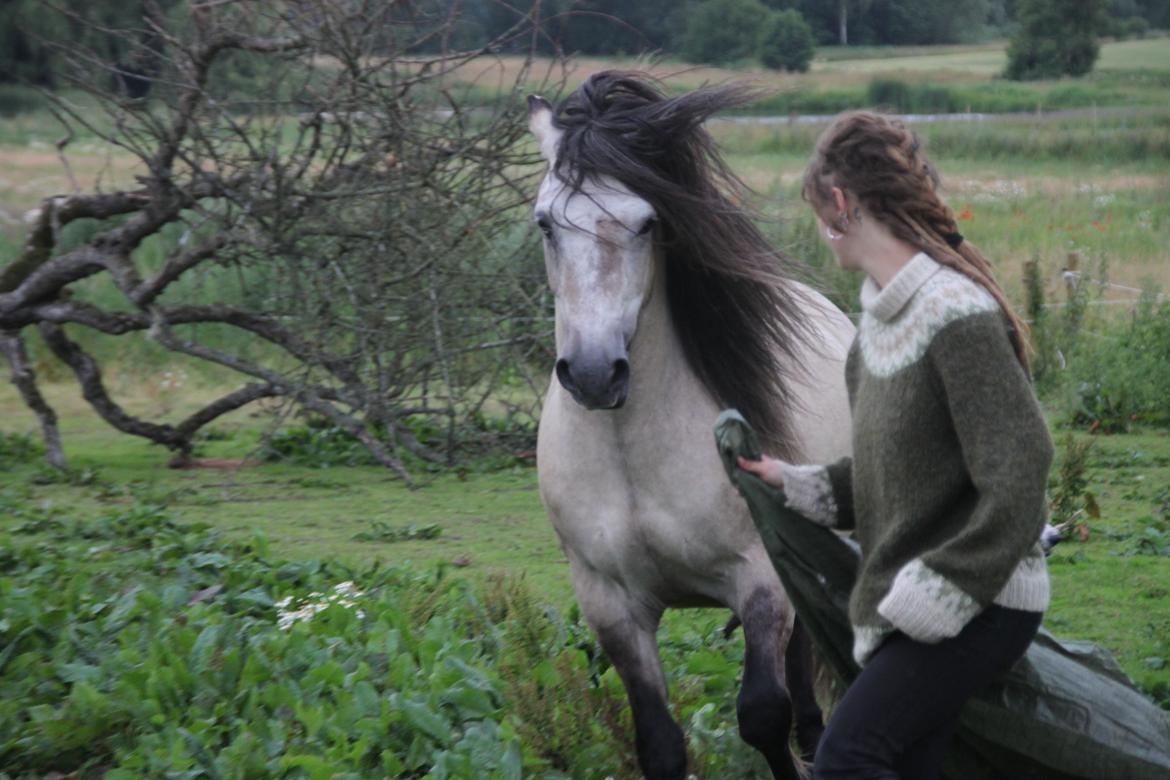 Anden særlig race chinosch (MiTho's  cosi) billede 15