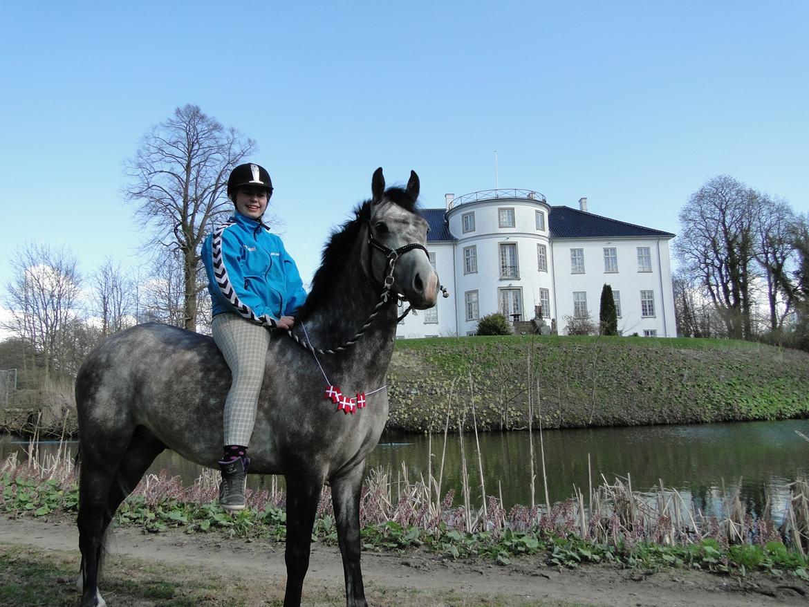 New Forest Saxenhøj's Joakim - Smukt billede på hans 5 års fødselsdag <3 billede 4