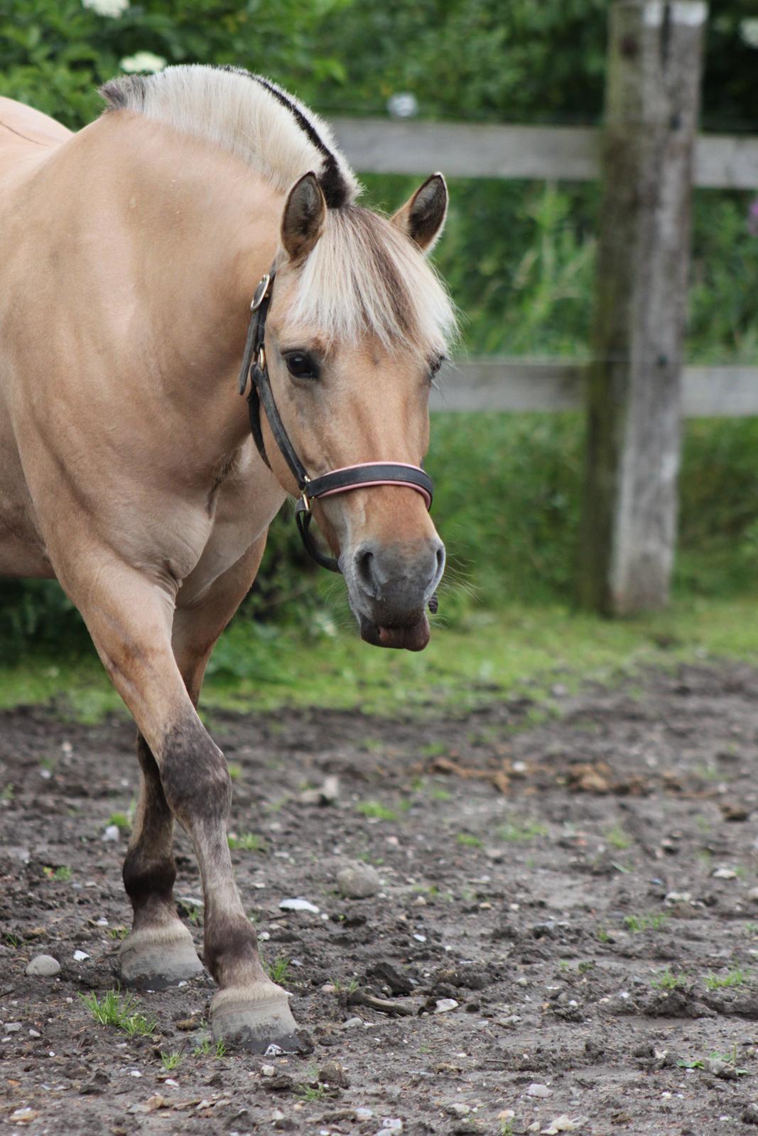 Fjordhest Beauty (solgt) - staldgrauff 2012 billede 15