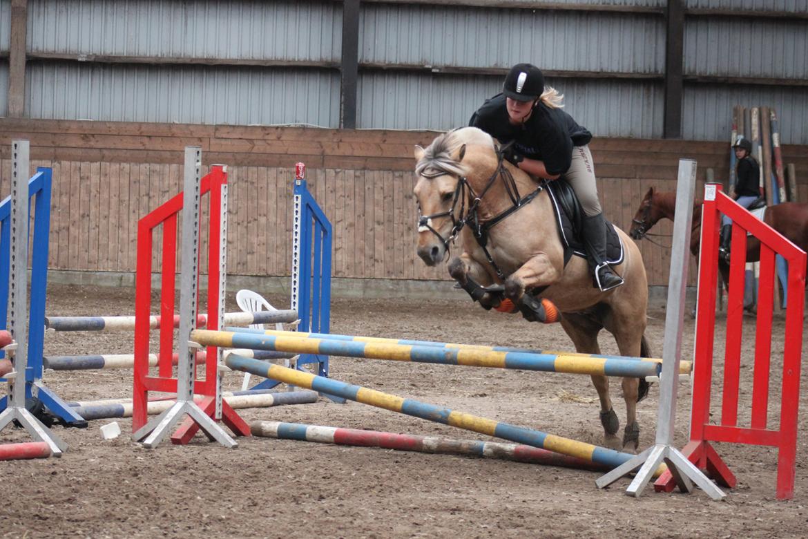 Fjordhest Beauty (solgt) - staldgrauff 2012 billede 16