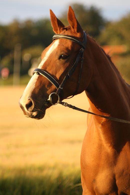 Traver Powerful Winning - Tak fordi i kiggede forbi :) billede 14