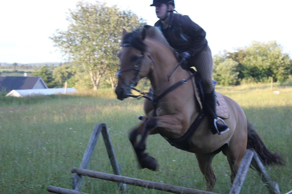 Anden særlig race Milla Fugull - Sorry kvali men der var lige en der sagde at Milla ik' kunne springe!:O (65cm) billede 14
