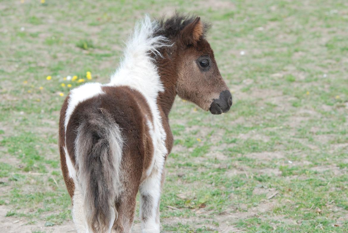 Shetlænder Lilje billede 11