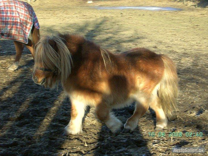 Shetlænder Skovlundens Kevin - Kevin dagen efter vi havde fået ham hjem, januar 2011 billede 17