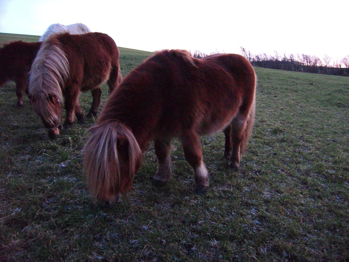 Shetlænder Skovlundens Kevin - Kevin vinteren 2011/2012 billede 18