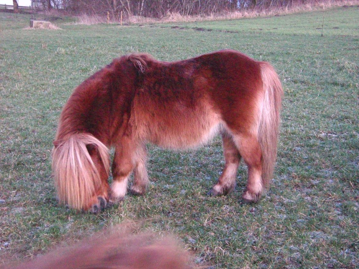 Shetlænder Skovlundens Kevin - Kevin vinteren 2011/2012 billede 19