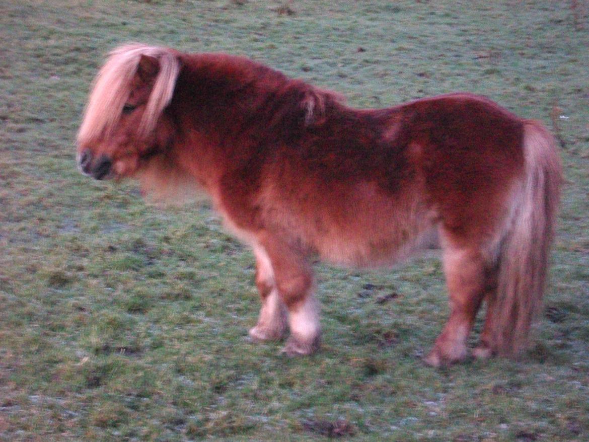 Shetlænder Skovlundens Kevin - Kevin vinteren 2011/2012 billede 20