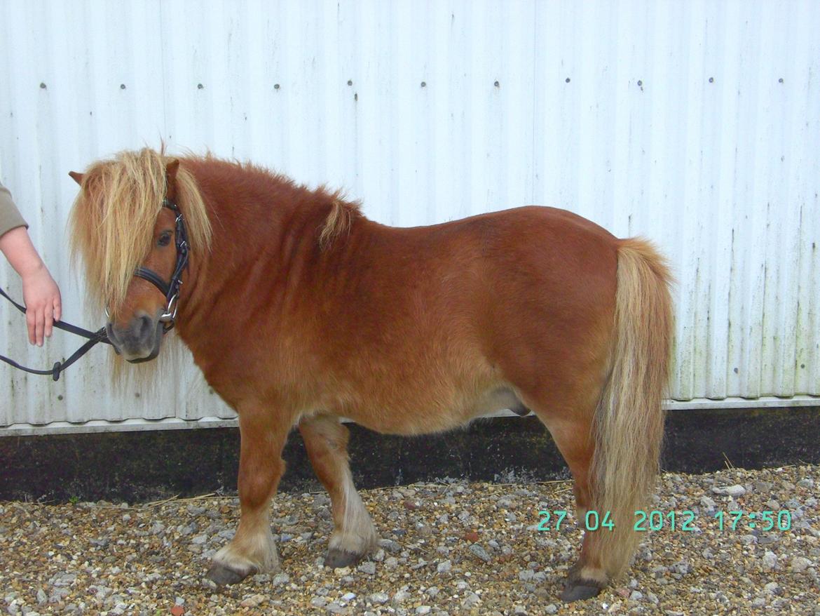Shetlænder Skovlundens Kevin - Kevin, foråret 2012, længe siden han både har haft trense på OG skullet stå model :)  billede 8