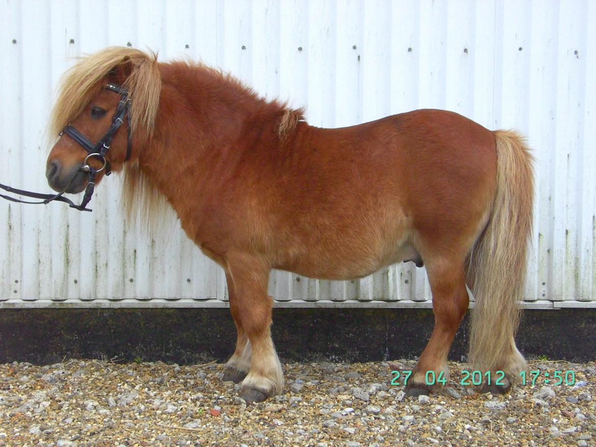 Shetlænder Skovlundens Kevin - Kevin 2012 billede 9