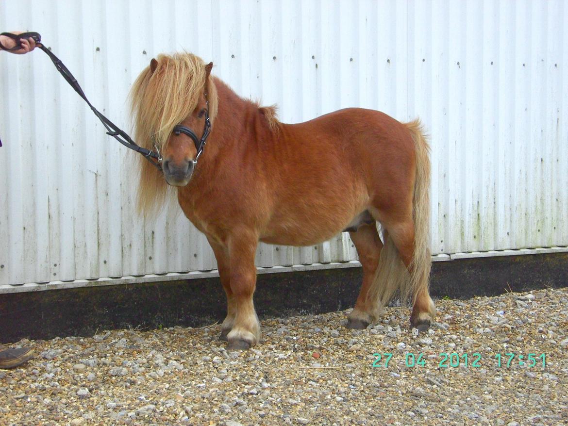 Shetlænder Skovlundens Kevin - Kevin, foråret 2012 billede 7