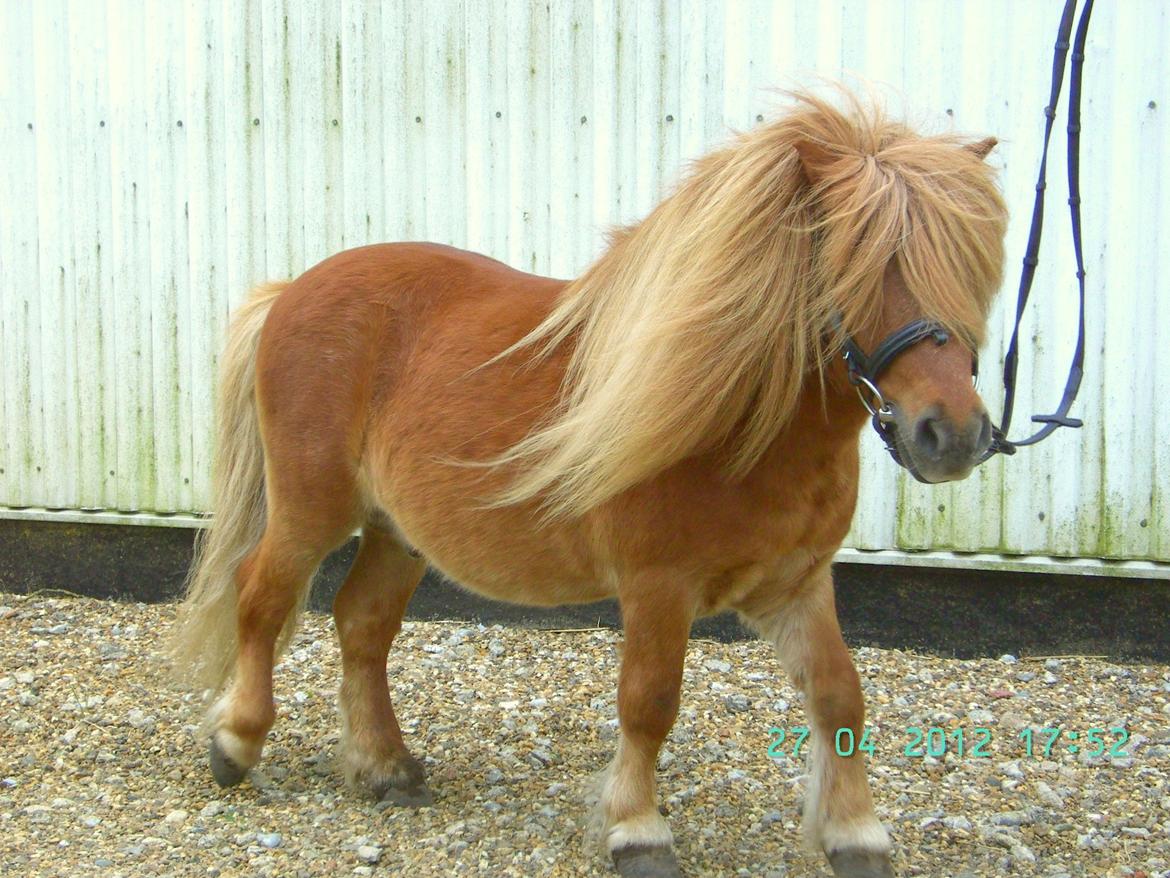 Shetlænder Skovlundens Kevin - Kevin foråret 2012 billede 11