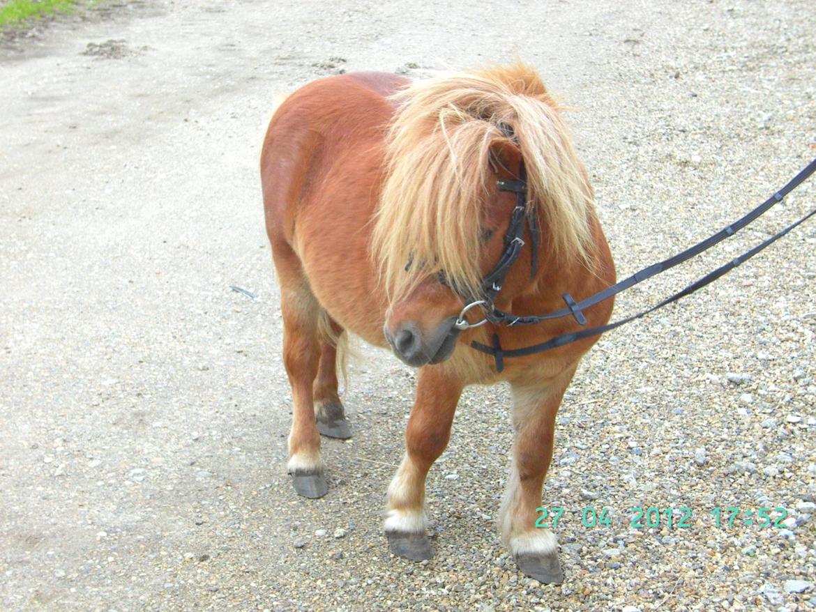 Shetlænder Skovlundens Kevin - Kevin foråret 2012 billede 10