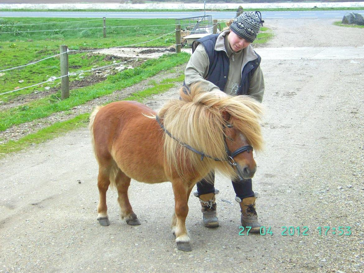 Shetlænder Skovlundens Kevin - Kevin, jeg synes jo, han er intet mindre end fantastisk, han vader ikke ind i ens hjerte med det samme, det sker på listetæer, men han skal nok nå derind :)  billede 13
