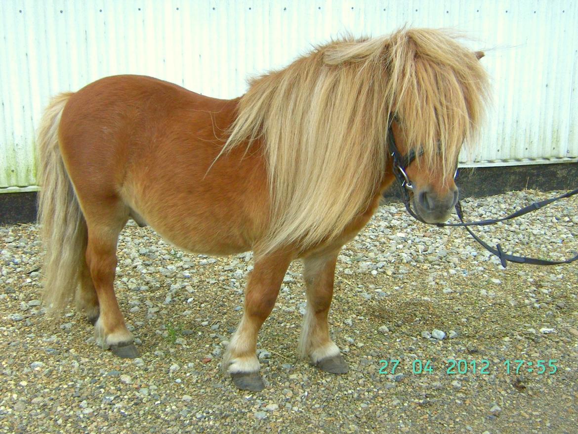 Shetlænder Skovlundens Kevin - Pyyh, alt det hår! Foråret 2012 billede 12