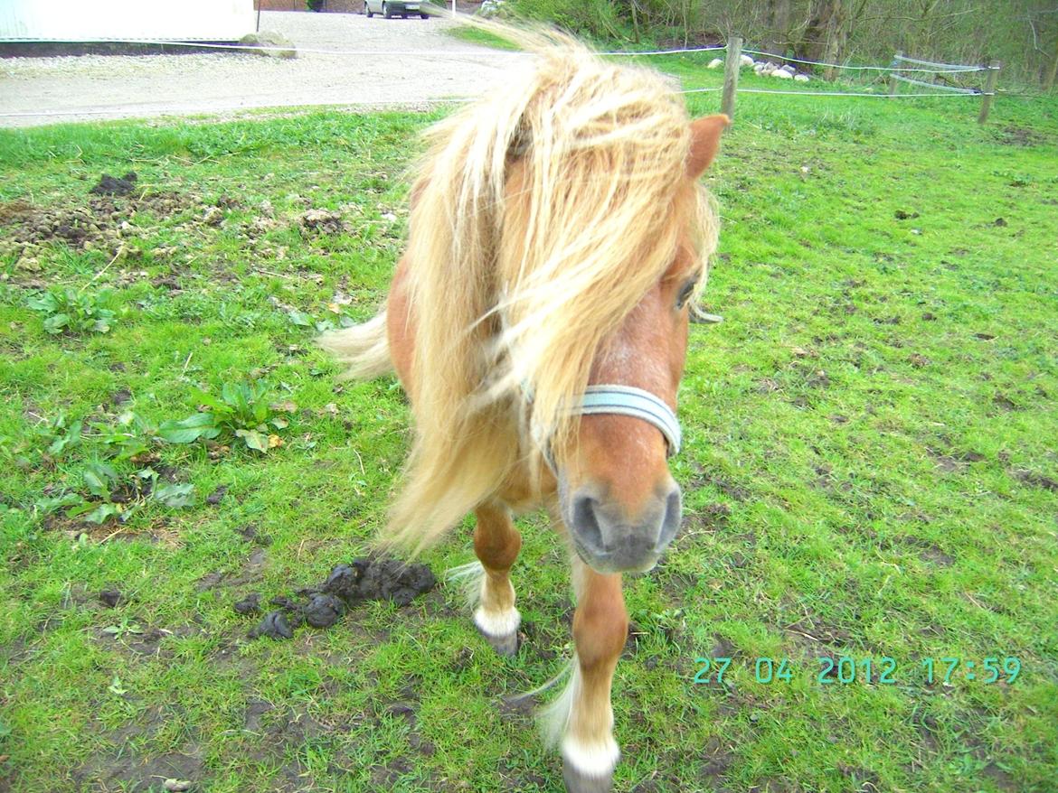 Shetlænder Skovlundens Kevin - Kevin foråret 2012, det blæser en smule herovre i det vestjyske :)  billede 14