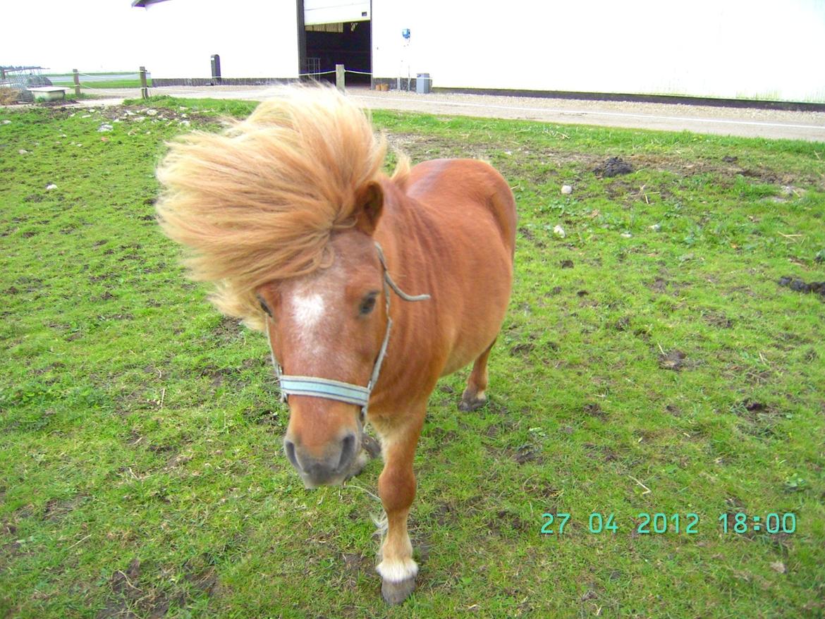 Shetlænder Skovlundens Kevin - Pletskud, der skal altså meget vind til at læfte den paryk! Foråret 2012 billede 15