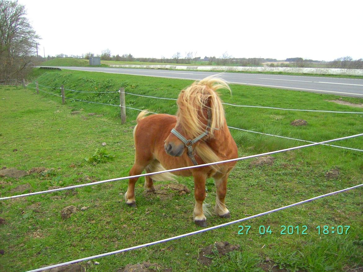 Shetlænder Skovlundens Kevin - Kevin foråret 2012 billede 16