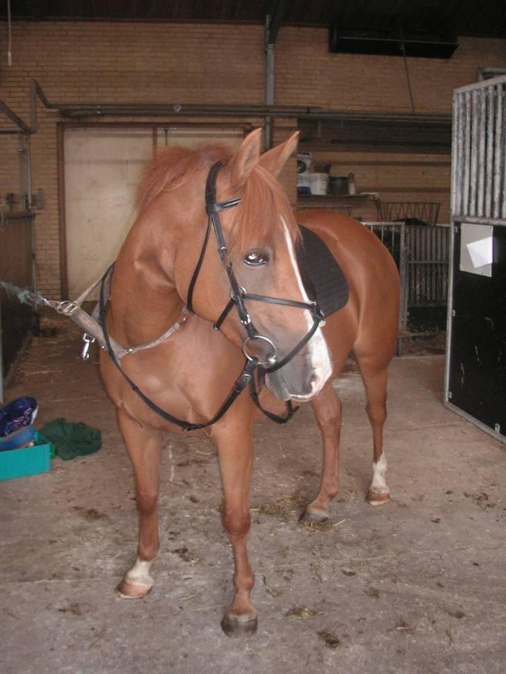 Anden særlig race Tequila - Tequila, 2006 (mener jeg) billede 3