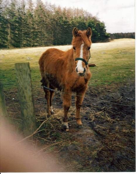 Anden særlig race Tequila - Tequila, den første dag hun var ude efter at have stået i sit eget møg en hel vinter. Marts 1997 billede 5