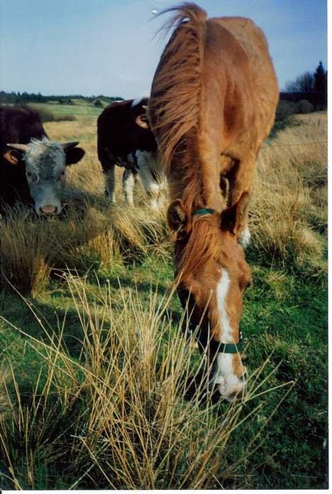 Anden særlig race Tequila - Tequila sommeren 1997 sammen med nogle af min papfars tyrekalve, hun tager så småt på og er næsten kommet af med den trælse pels... billede 6