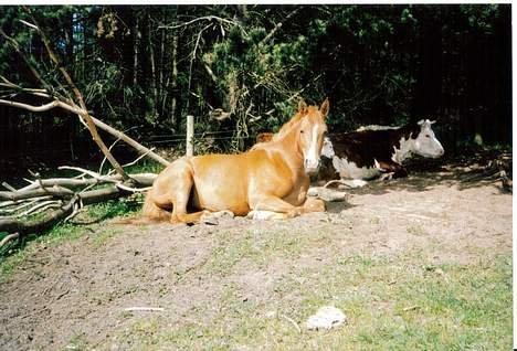 Anden særlig race Tequila - Tequila, vil tro det er taget sommeren 1998 billede 7