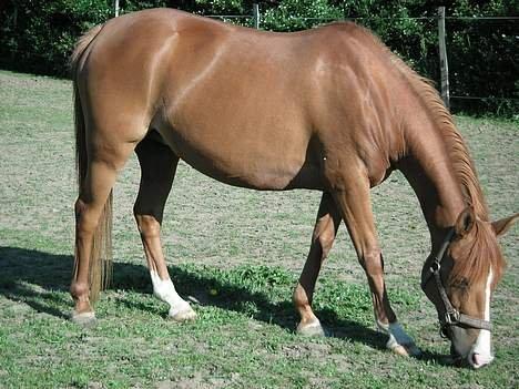 Anden særlig race Tequila - Tequila sommeren 2006 billede 12